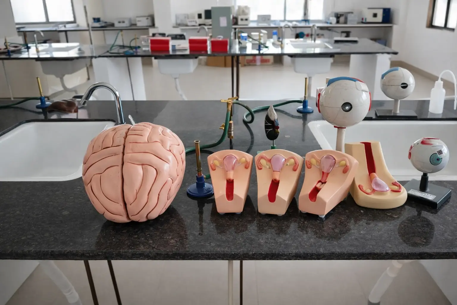 Anatomy & Physiology